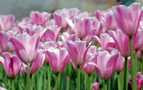 Canteiro de flores tulipa — Fotografia de Stock