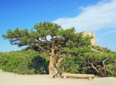 Juniper tree and wooden bench clipart