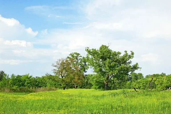 牧草地で春オーク ツリー — ストック写真