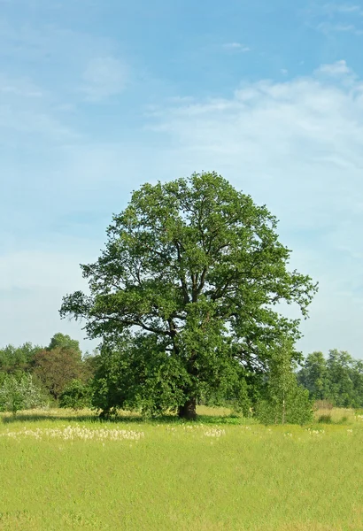Spring oak tree — Stock Photo, Image