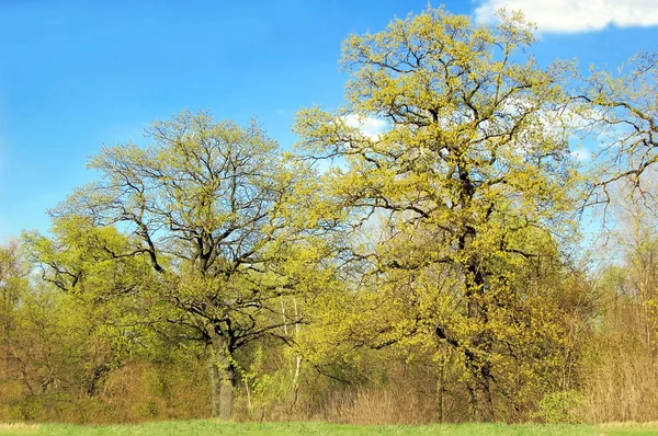 Bahar meşe ağacı — Stok fotoğraf