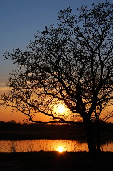 Sunset under forest lake — Stock Photo, Image