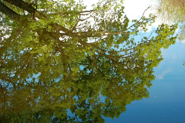 Reflexão em árvore no lago da floresta — Fotografia de Stock