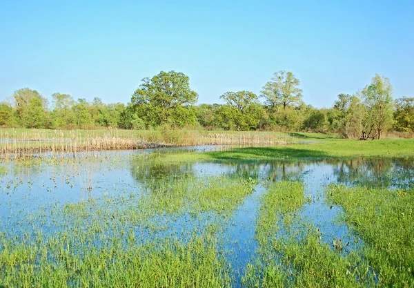 Flooded meadow — Stock Photo, Image
