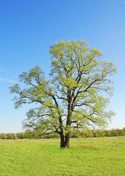 Spring oak tree — Stock Photo, Image