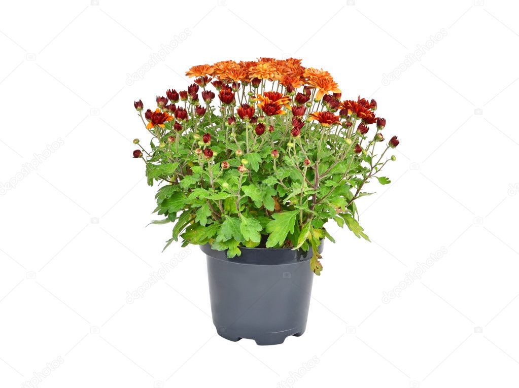 Chrysanthemum flowers sprout in pot