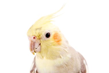 Gri sarı resimli güzel bir papağan.