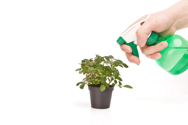 stock image Plant spraying