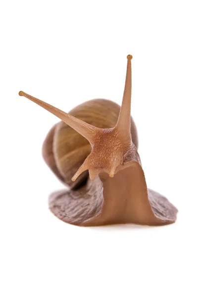 stock image Snail slowly creeps