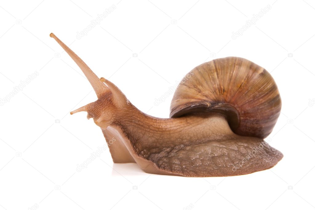 Snail slowly creeps