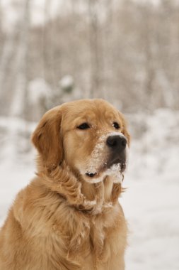 Beautiful golden retriever dogs clipart