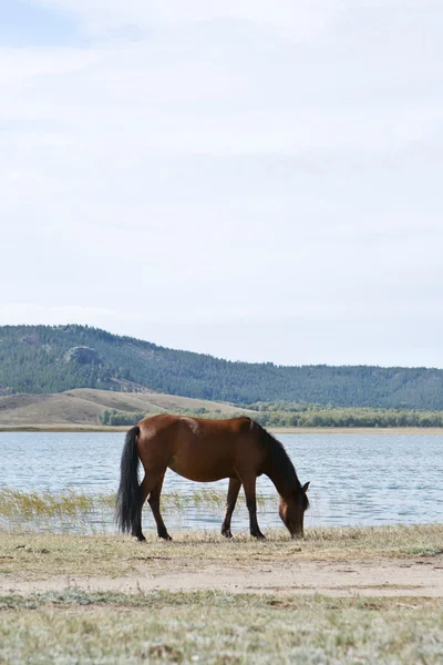 Cavalo em passeio perto de reservatório em estepe — Fotografia de Stock