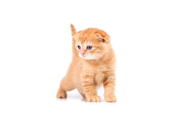 Escocês dobra gatinho isolado no fundo branco — Fotografia de Stock