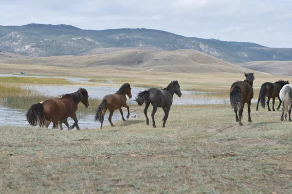 Horses on walk near reservoir in steppe — Stock Photo, Image