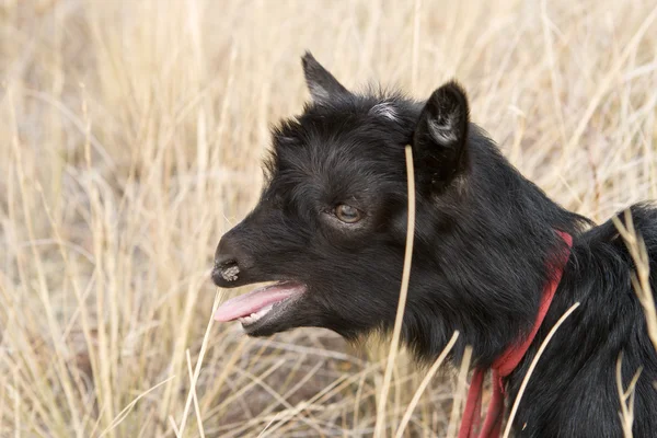 Black kid goats on in steppe in the summer — Stock Photo, Image