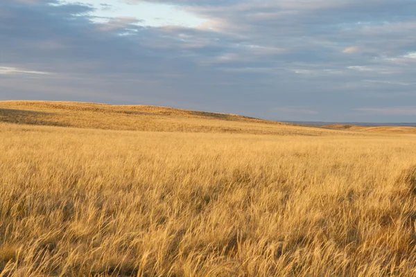 Beautiful steppe in the evening sun — Stock Photo, Image