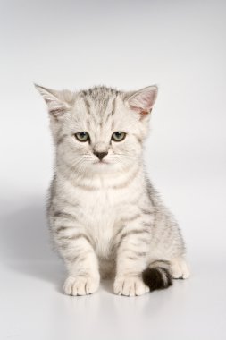 British kitten clipart