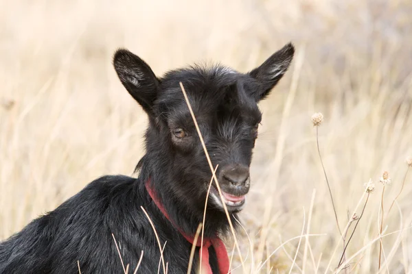 Zwarte kid geiten op in steppe in de zomer — Stockfoto