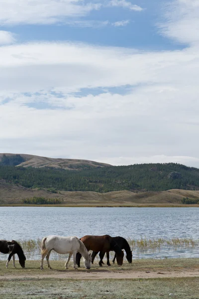 Horses on walk near reservoir in steppe — Stock Photo, Image