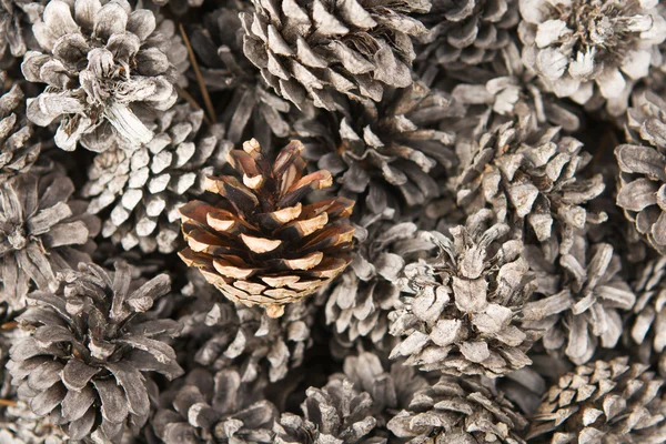 Old and new fir cones — Stock Photo, Image