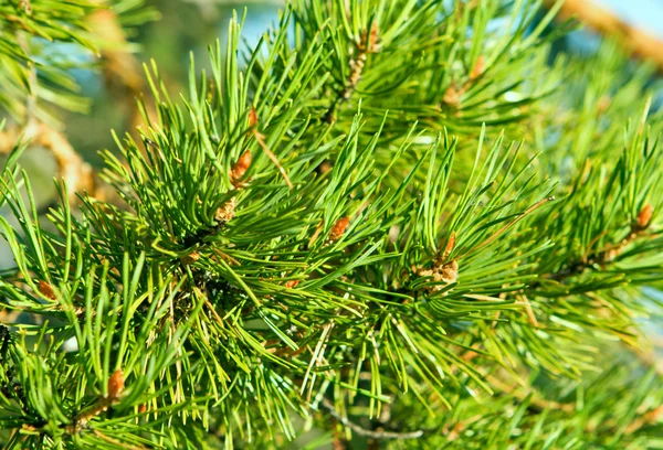 Branches of pine tree — Stock Photo, Image