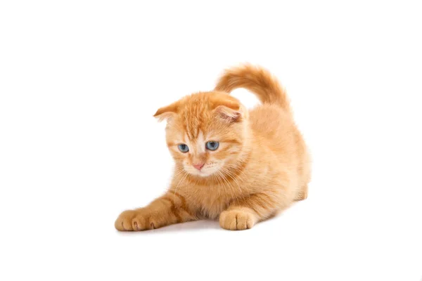 Britannian kissanpentu — kuvapankkivalokuva