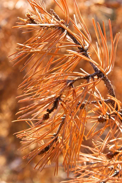 Wither branches of pine tree — Stock Photo, Image