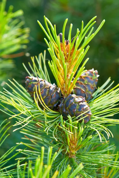 Three beautiful cones of Cedar — Stock Photo, Image
