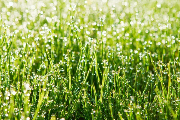 Gotas de rocío sobre hierba verde — Foto de Stock