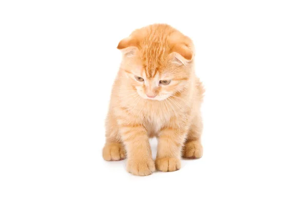 Brittiska kattunge — Stockfoto