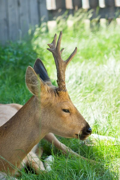 Beautiful deer closeup — Stock Photo, Image