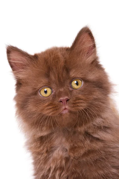 イギリスの子猫 — ストック写真