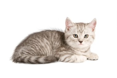 British kitten clipart