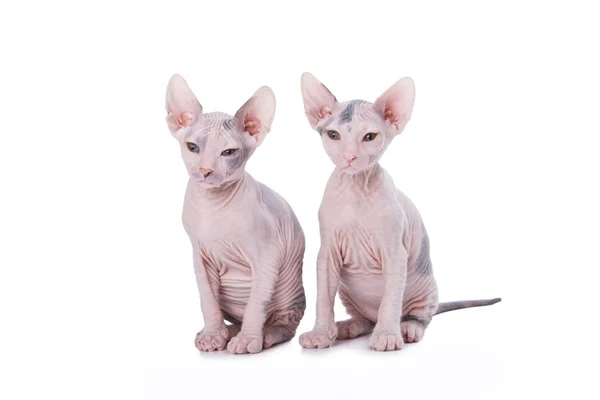 Sfenks kedileri — Stok fotoğraf