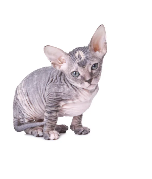 Kot sfinks — Zdjęcie stockowe