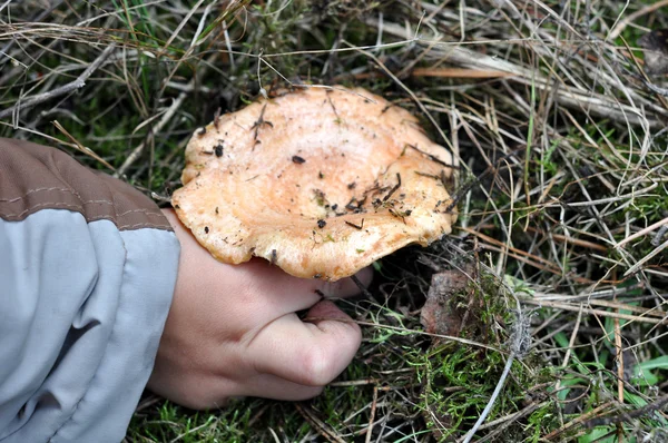 Picking mushrooms — Stock Photo, Image