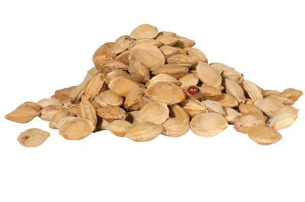 Garść małych nasion moreli — Zdjęcie stockowe