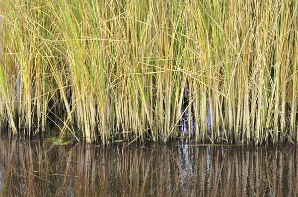 stock image Green reeds reflected in the river