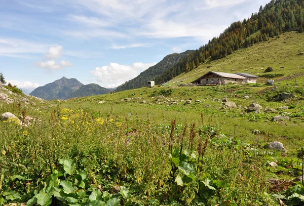 Yeşil Alpler — Stok fotoğraf