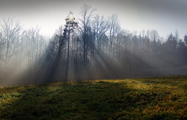 霧の日 — ストック写真
