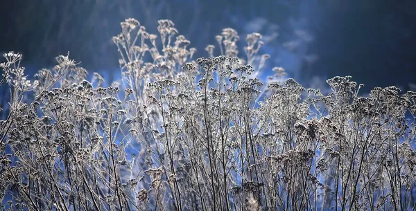 Зимові квіти — стокове фото