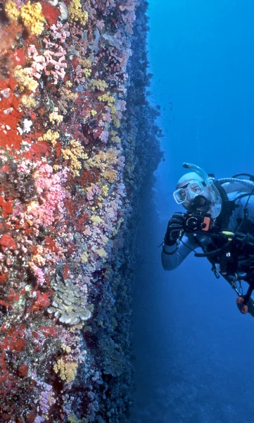 Maldiverna mjuk korall vägg — Stockfoto