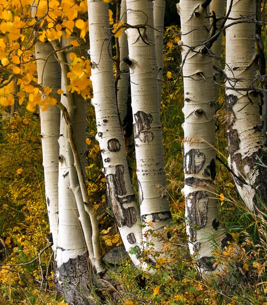 stock image Aspen Trees