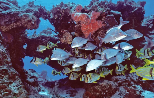 Cozumel Fishes — Stock Photo, Image