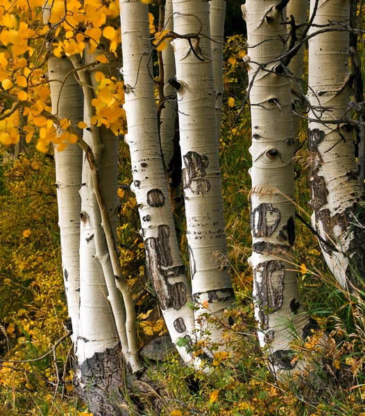 Aspen Trees Stock Image