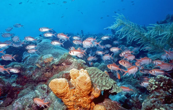 カリブ海の浅いリーフ ロイヤリティフリーのストック写真