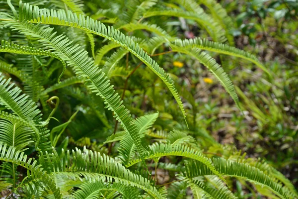 stock image Fern