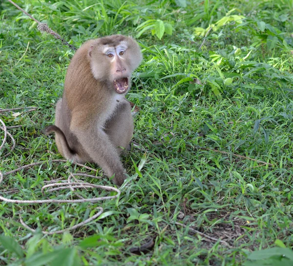 Opice — Stock fotografie