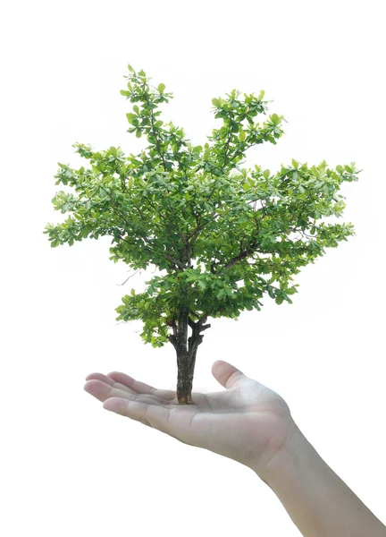 Stock image Tree