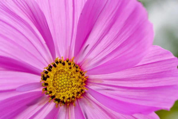Macro flor rosa — Foto de Stock
